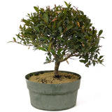 Dwarf Brush Cherry Pre-Bonsai D210