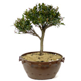 Dwarf Brush Cherry D211