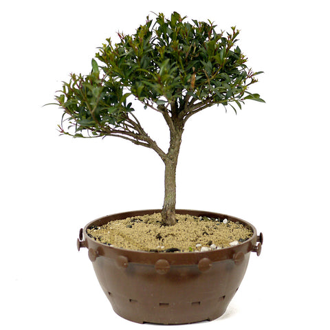 Dwarf Brush Cherry D211