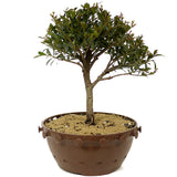 Dwarf Brush Cherry D211
