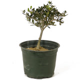 Olive Pre-Bonsai - D212