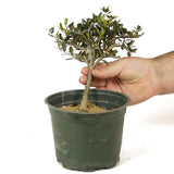 Olive Pre-Bonsai - D212