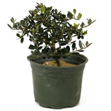 Olive Pre-Bonsai - D212
