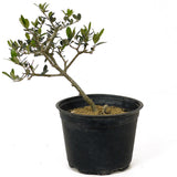 Olive Pre-Bonsai - D213