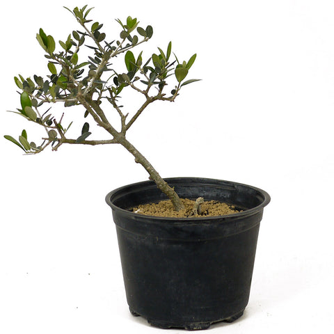 Olive Pre-Bonsai - D213