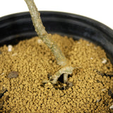 Olive Pre-Bonsai - D213