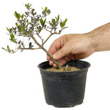Olive Pre-Bonsai - D213