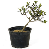 Olive Pre-Bonsai - D213
