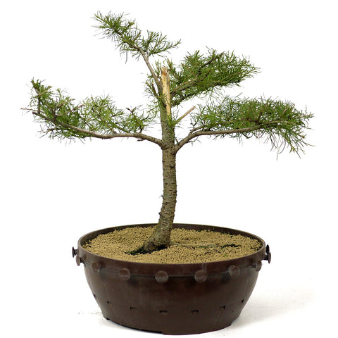 American Larch - D214