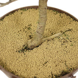 American Larch - D214