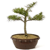 American Larch - D214