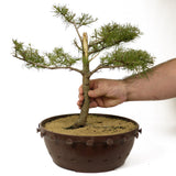 American Larch - D214