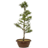 American Larch - D215