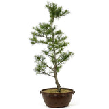 American Larch - D215