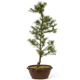 American Larch - D215