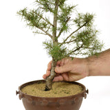 American Larch - D215