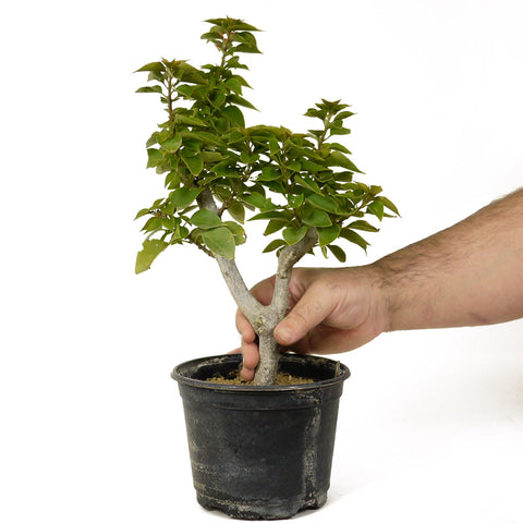 Bougainvillea  - D216