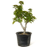 Bougainvillea  - D216