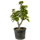 Bougainvillea  - D216