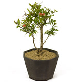 Dwarf Pomegranate Bonsai - D219