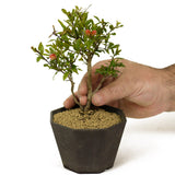 Dwarf Pomegranate Bonsai - D219