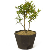 Dwarf Pomegranate Bonsai - D219