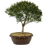 Dwarf Brush Cherry D221