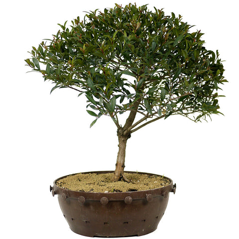 Dwarf Brush Cherry D221