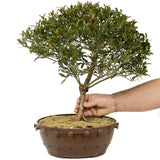 Dwarf Brush Cherry D221