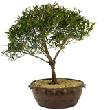Dwarf Brush Cherry D221