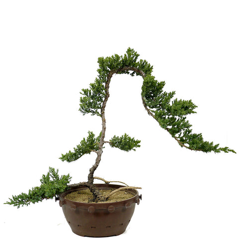 Dwarf Japanese Garden Juniper - D222