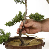 Dwarf Japanese Garden Juniper - D222