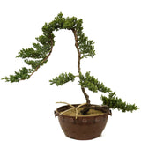 Dwarf Japanese Garden Juniper - D222