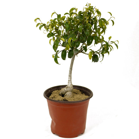 Ficus Too Little Pre-Bonsai D223