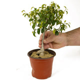 Ficus Too Little Pre-Bonsai D223