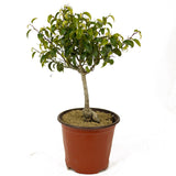 Ficus Too Little Pre-Bonsai D223