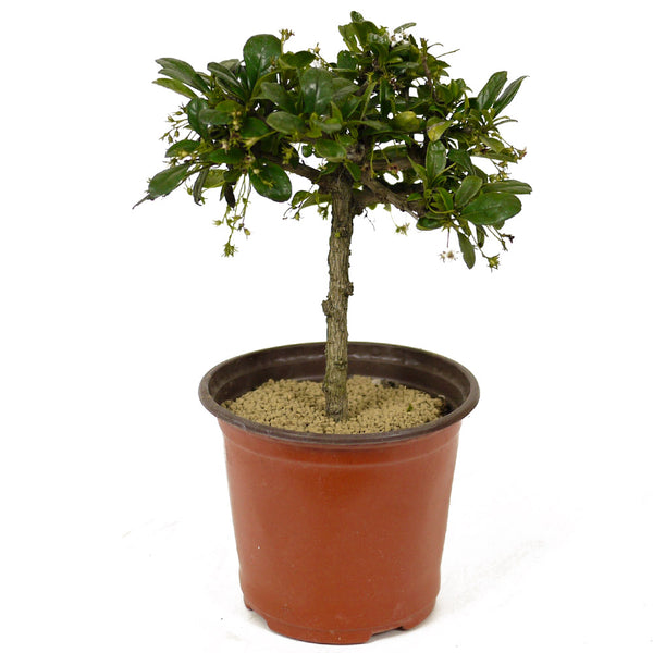 Fukien Tea Bonsai Tree, 12 years old, 14