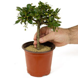 Fukien Tea Pre-Bonsai - D224