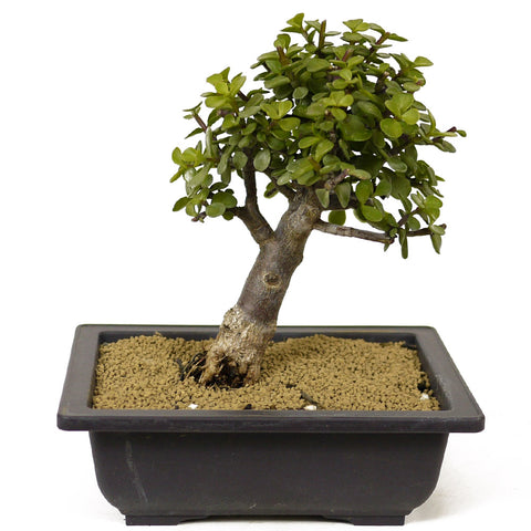 Mini Jade Bonsai D225