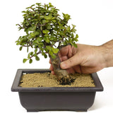 Mini Jade Bonsai D225