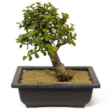 Mini Jade Bonsai D225