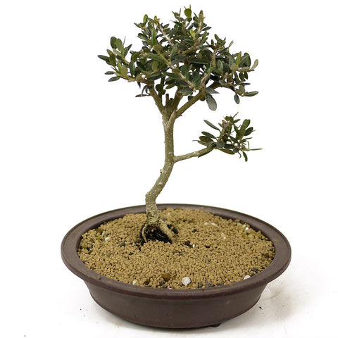 Olive Bonsai - D226