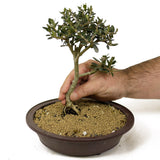 Olive Bonsai - D226
