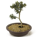 Olive Bonsai - D226