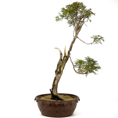 Northern White Cedar D241