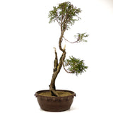 Northern White Cedar D241