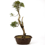 Northern White Cedar D241