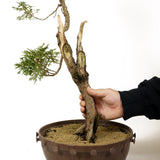 Northern White Cedar D241