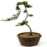 Dwarf Japanese Garden Juniper - D242