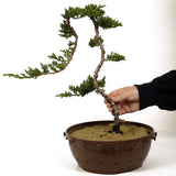 Dwarf Japanese Garden Juniper - D242